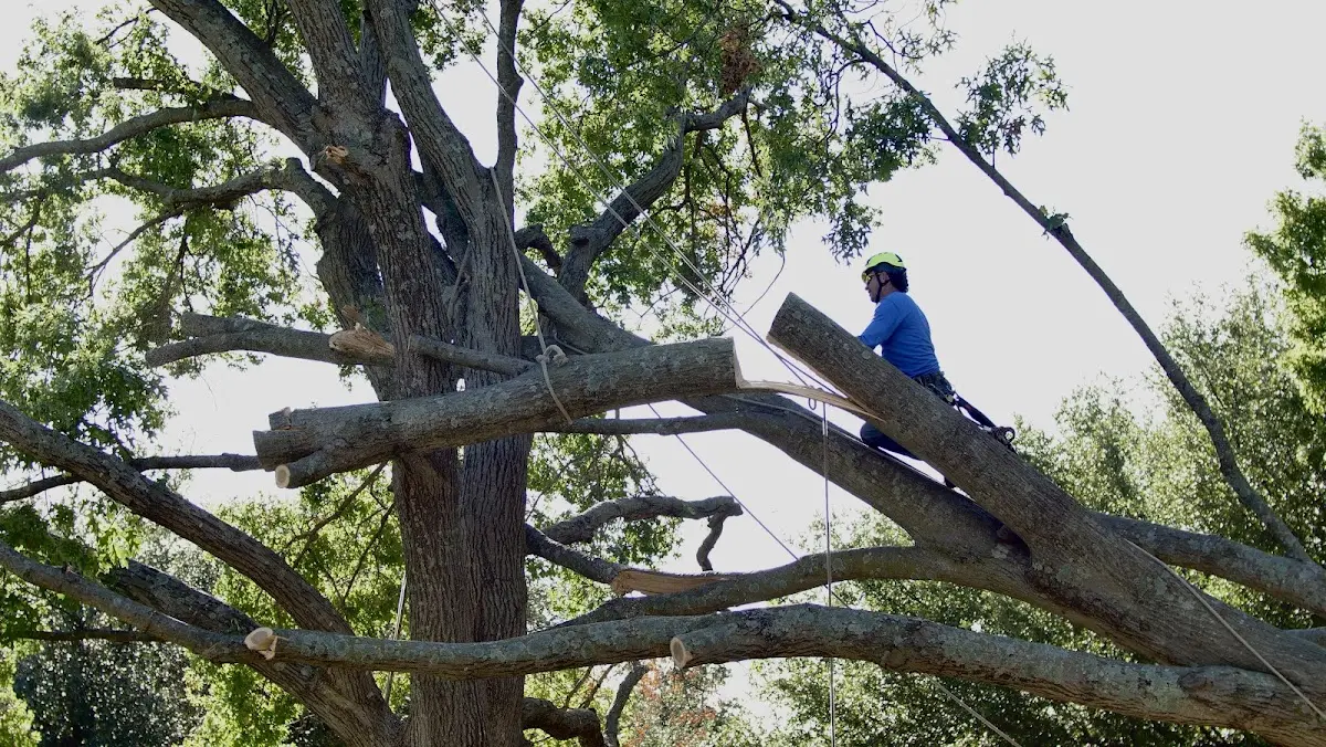 Professional Crown Thinning performed by certified arborists in Jenners