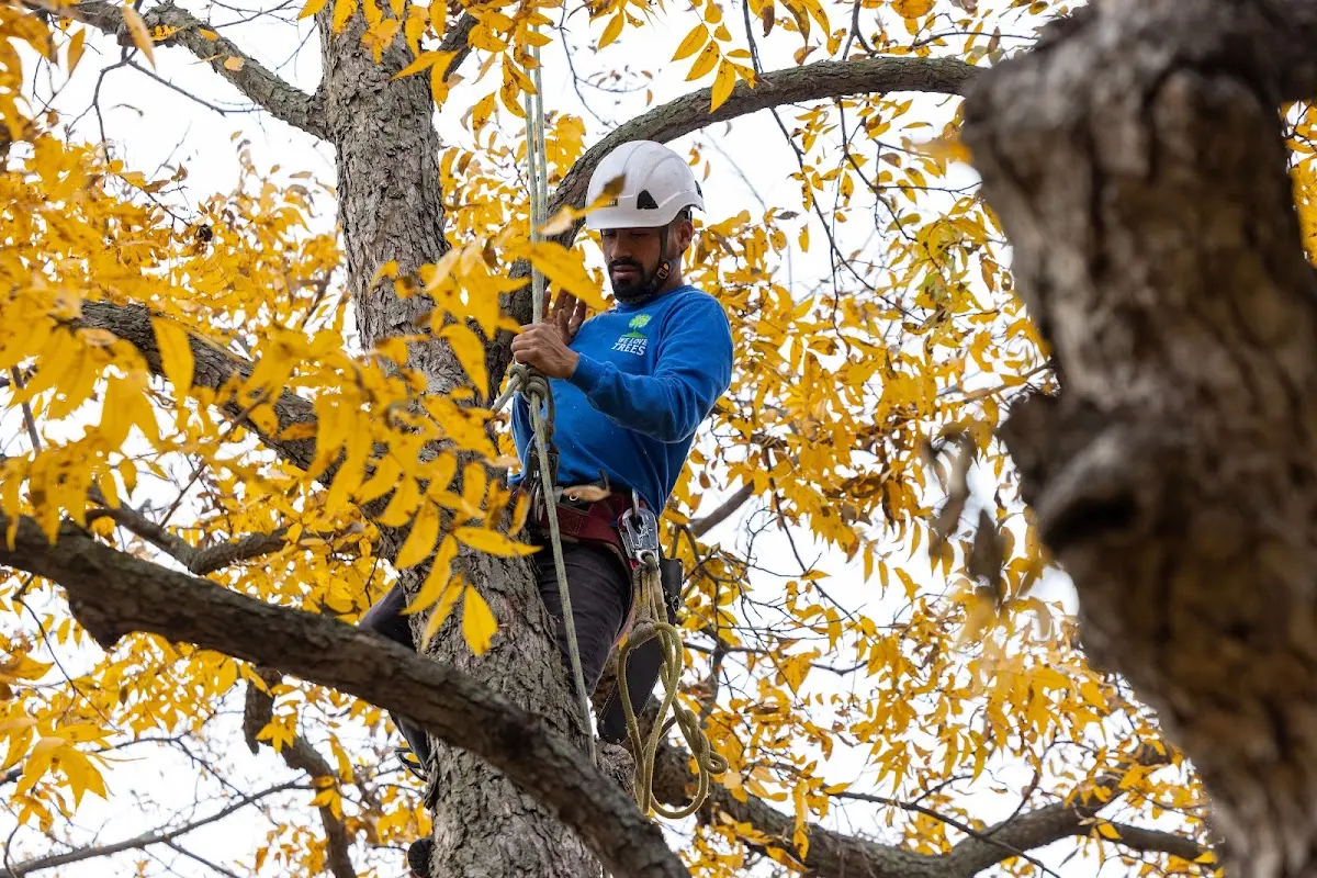 Skilled Tree Transplanting crew working in Jenners